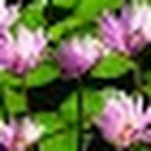 Meet your Posher, Jaynel